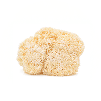 Lion’s Mane Coffee Benefits — Does It Really Work? - Defiant Coffee