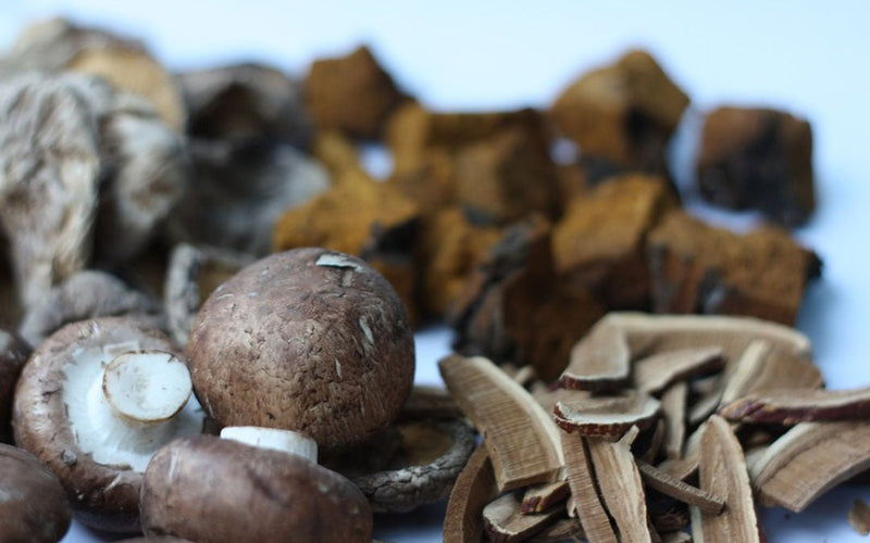 Mushrooms in Your Coffee - Defiant Coffee