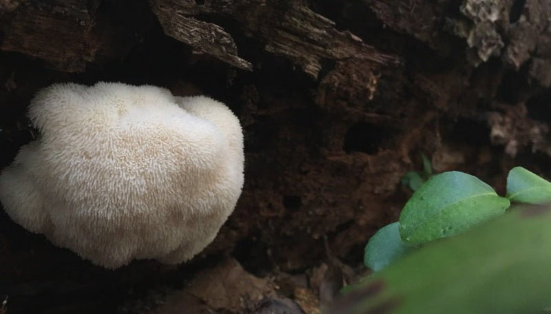 What Are Lion's Mane Mushrooms? - Defiant Coffee
