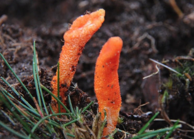 Your Brief Guide To Cordyceps Mushrooms - Defiant Coffee